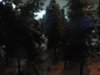 forest3.jpg