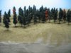 trees2.jpg