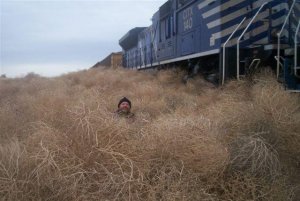 tumbleweed.jpg