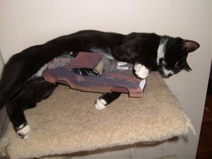 catattack.jpg