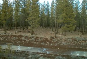 trees-1.jpg