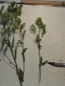 removing leaves.jpg