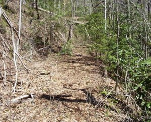 roadbedwoods.jpg