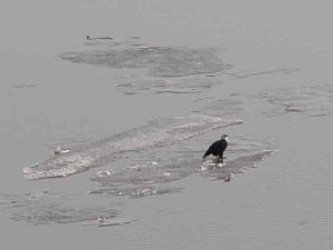 iceeagle.jpeg