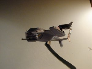 orca 005.jpg