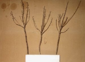 trees 001.jpg