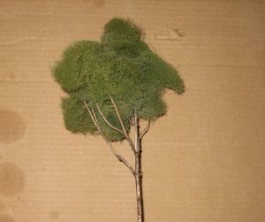 trees 010.jpg