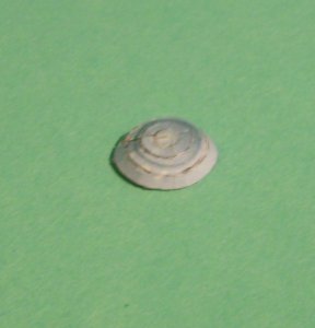 DSCI0039.jpg