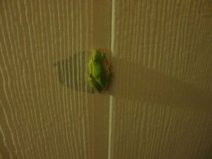 IMG_0119.JPG