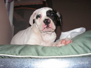 Sophie 002.jpg