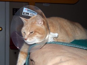 conehead.jpg