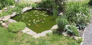 pond.jpg