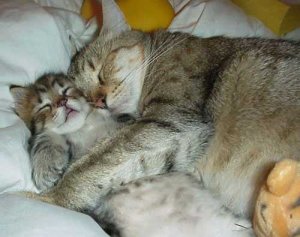sleep06.jpg