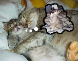 sweet dreams.jpg
