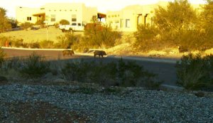 3 javalina.jpg