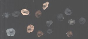 hats.jpg