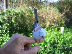 birdnhand1.jpg