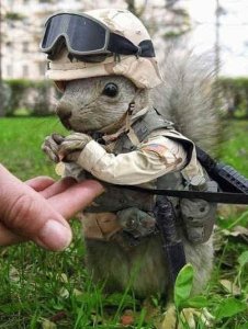 Squirl.jpg