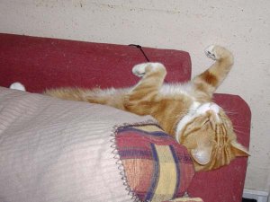 cat.JPG