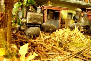 pig2800.jpg