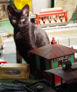 cat001.jpg