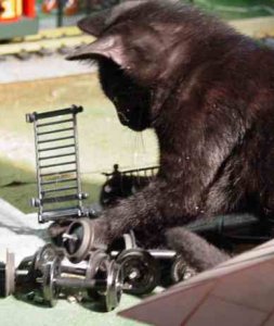 cat003.jpg