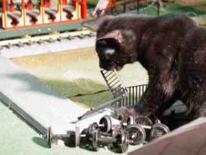 cat004.jpg
