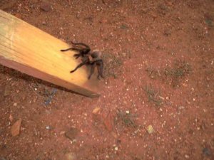 spider.jpg