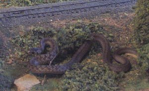 snake.jpg