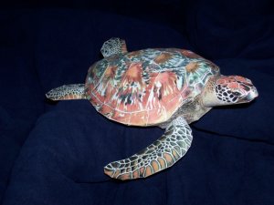 Sea Turtle.jpg