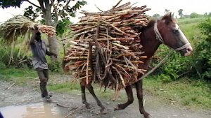 Sugar cane.jpg