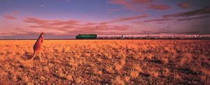 train_kangaroo.jpg