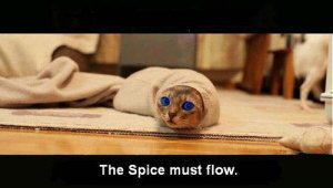 250396075fdf252Dune_cat.jpg