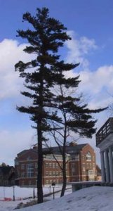 pine.jpg