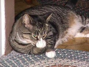 kittyflip.jpg