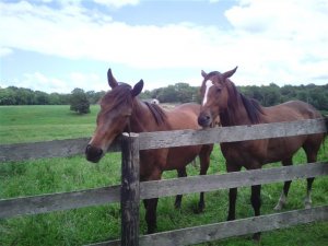 Biker Horses.JPG