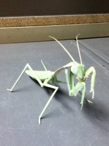mantis.jpg
