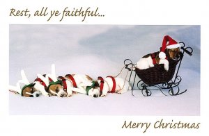 Xmas-Rest, All Ye Faithful.jpg