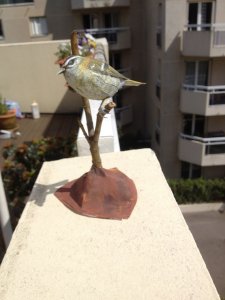 firecrest1.jpg