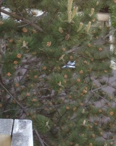 mirage in tree.jpg