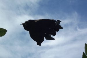 raptor-flying22.jpg