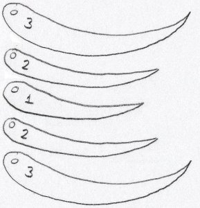 pettles001.jpg