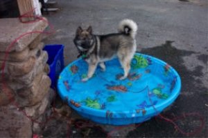 pool2.jpg