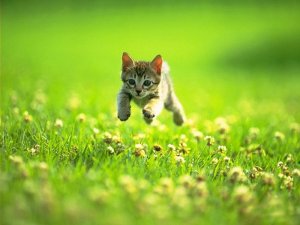cute-kitten-playing.jpg