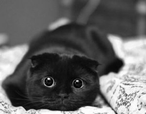 adorable-awesome-big-black-cat-cute-Favim_com-95941_large.jpg
