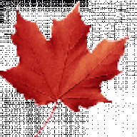 MapleLeaf